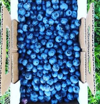 BLUEBERRY 🫐 SEASON!
I couldn’t let July slip by without giving a shoutout to one of my 🤩 summer fruits. Blueberries are 😋 and loaded with antioxidants and 🧠 boosting nutrients🙌🏼
July is #blueberrymonth and it’s also the month when many kids go hungry in the US. For every blueberry post you make this month, @blueberries will donate $1 to @nokidhungry. Each post will help raise the money for 50k meals for kids! 😁
Here are some blues 🫐 I picked in Western NY a few summers ago. Scroll through to see my Blueberry 🫐 Cobbler Smoothie. You can grab the recipe at the link 👆 
#grababoostofblue 
#blueberrysmoothie 
#summerfruit 
#blueberrymonth 
#nokidhungry 
#antioxidants 
#brainhealth 
#berriesandlove